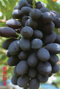 黑芭拉多葡萄苗 