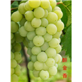醉金香葡萄苗