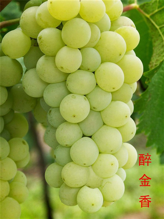 醉金香葡萄苗 