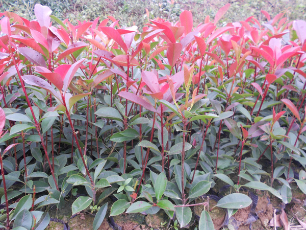 红叶石楠容器苗/科学化种植红叶石楠容器苗