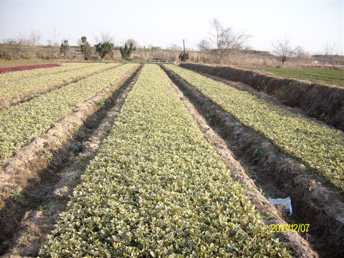 金叶女贞小苗/安徽金叶女贞小苗种植苗圃