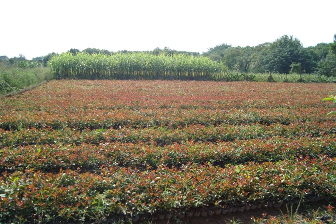 红叶石楠容器苗/桂丰苗圃红叶石楠容器苗