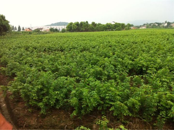 榉树小苗/园林绿化榉树小苗培育基地