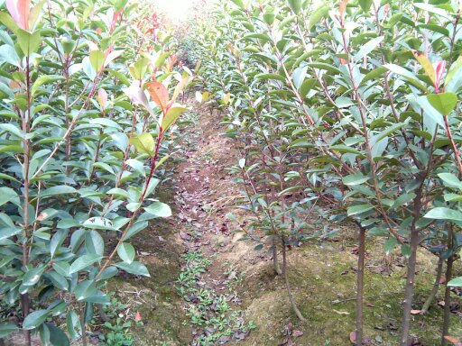 安徽滁州桂丰苗圃-红叶石楠小苗/红叶石楠小苗基地 