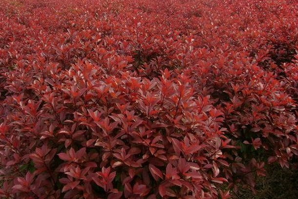 红叶石楠容器苗/红叶石楠容器苗种植园区