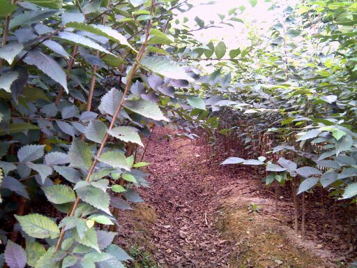 07 榉树小苗|榉树小苗供应|榉树小苗基地|1.5榉树小苗 