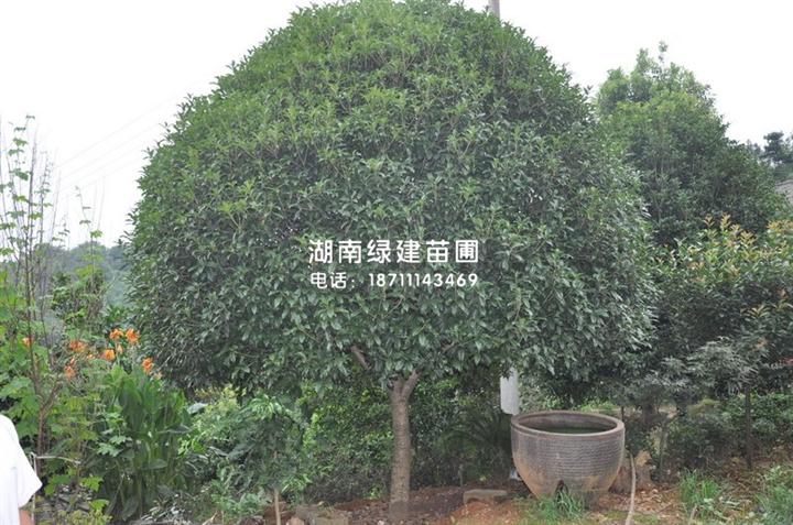 精品桂花