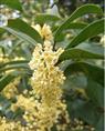 桂花树--湖南桂花树