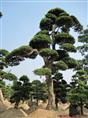 罗汉松/湖南罗汉松/造型罗汉松 