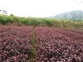 红花继木（双面红）,益阳红花继木,湖南红花继木 湖南绿建苗圃 