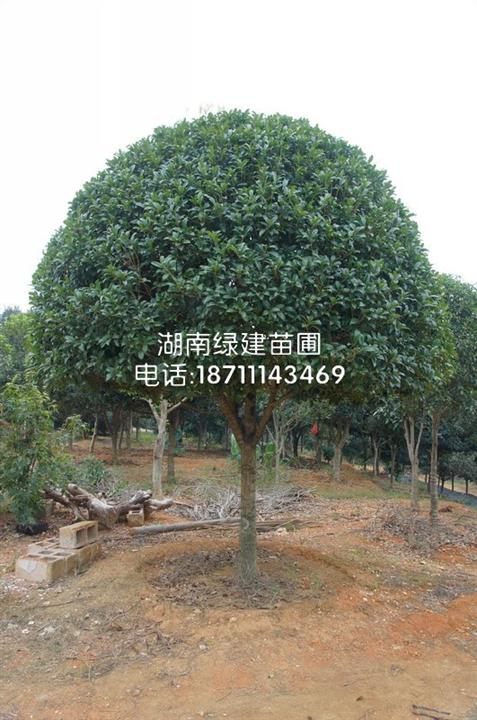 精品桂花