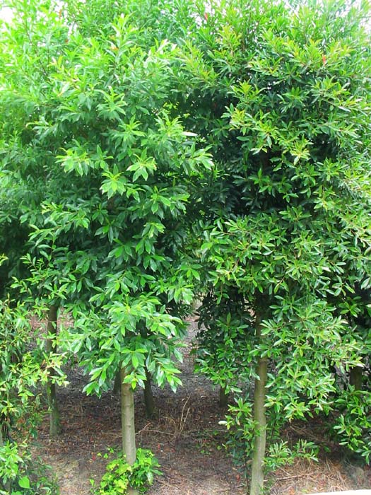 截杆杜英