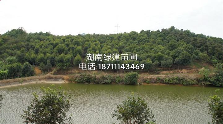 桂花基地-湖南桂花
