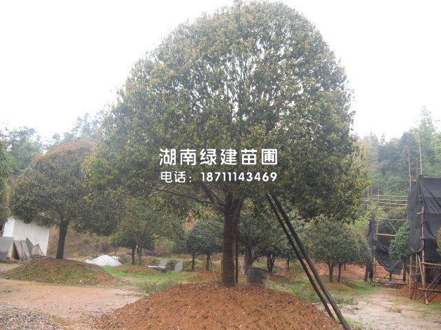 精品桂花园