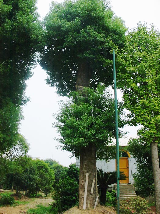 移栽香樟