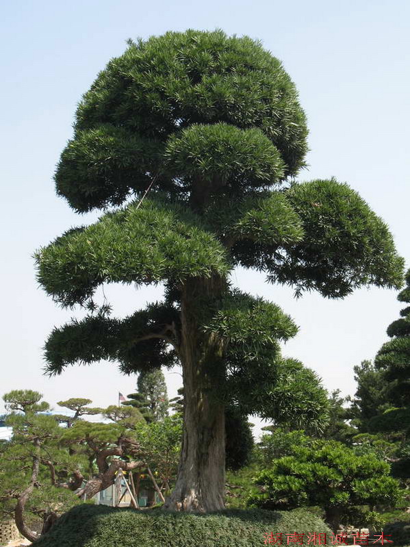 罗汉松造型 