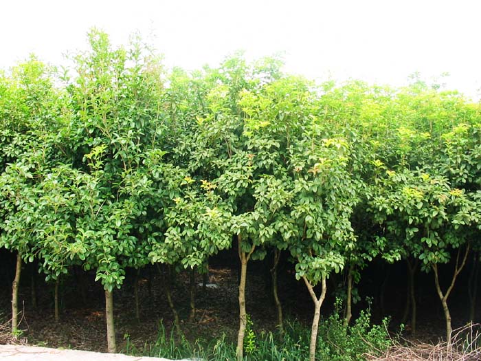 小桂花