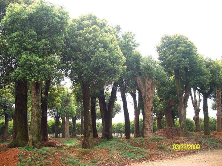 移栽香樟