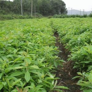 广东木荷苗，木荷苗出售