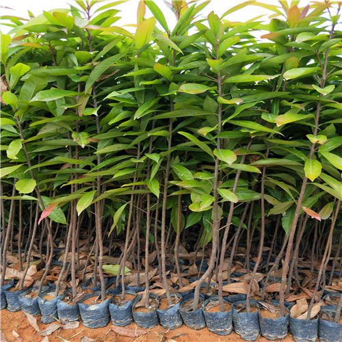 荷木苗、荷木小苗、荷木杯苗