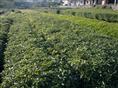 广州**的苗木试范基地|广州广泛绿化种苗场|广州优质苗木供应基地 