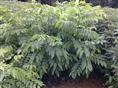 出售广州黄花梨树苗-广州黄花梨小苗+广州黄花梨小苗批发基地 