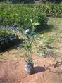 广东春花小苗种植基地-广州春花苗出售=供应广州春花苗-春花苗 