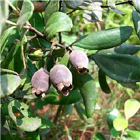 广东山油茶苗/广东桃山油茶苗供应