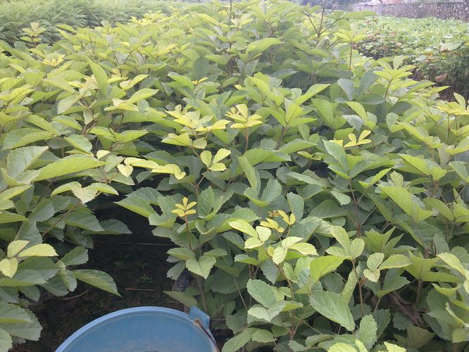 供应广州黄花枫铃苗-广州黄花枫铃小苗=广州黄花枫铃小苗价格 