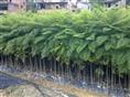 广州蓝花楹小苗供应商-广州蓝花楹批发地址=广州蓝花楹-蓝花楹小苗 