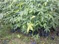 广州发财树苗价格-广州发财树苗供应商+广州发财树苗出售-广州发财树