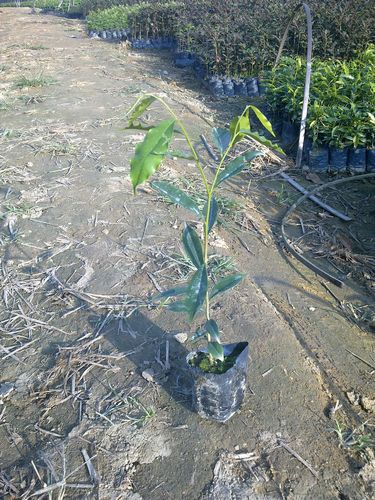 出售广州沉香小苗-广州沉香小苗=广州沉香苗批发+广州沉香基地批发 