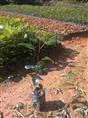 广东红花荷苗种植基地·出售广州红花荷树苗·广州红花荷苗· 