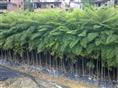 蓝花楹价格-蓝花楹树苗批发-蓝花楹苗供应基地+供应蓝花楹苗 