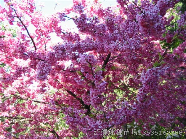 花棋木，紫花风铃，日本樱花，猴面包树 