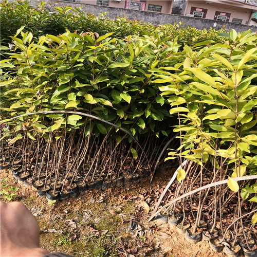 广州蒲桃、广东蒲桃、蒲桃
