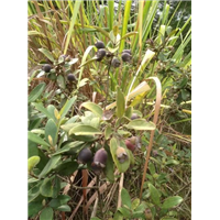 广州哪里有山油茶苗卖？找广泛绿化种苗场