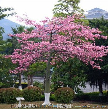 广州美丽异木棉◆广州美丽异木棉批发◆广州美丽异木棉价格 
