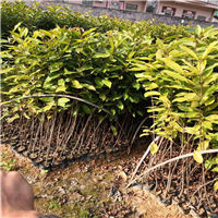 广州蒲桃、广东蒲桃、蒲桃