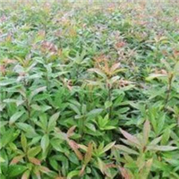 木荷苗_广州绿化苗木_优质木荷苗批发