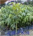 广州美丽异木棉小苗◆**供应广州美丽异木棉小苗◆广州美丽异木棉基地 