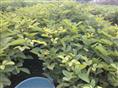 供应广州黄花枫铃苗-广州黄花枫铃小苗=广州黄花枫铃小苗价格 