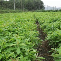 广东木荷苗，木荷苗出售