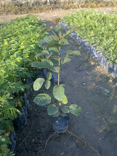 广州黄花枫铃供应基地=广州黄花枫铃树苗批发+广州黄花枫铃小苗