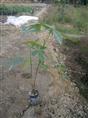 **广州发财树苗价格-广州发财树苗批发地址+广州发财树苗出售 