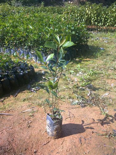 广东春花小苗种植基地-广州春花苗出售=供应广州春花苗-春花苗 