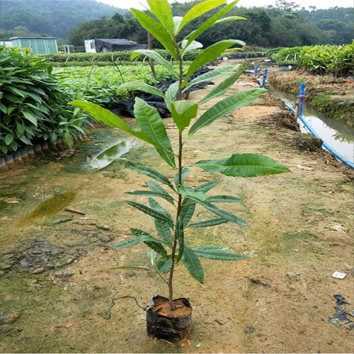 荷木苗、荷木小苗、荷木杯苗