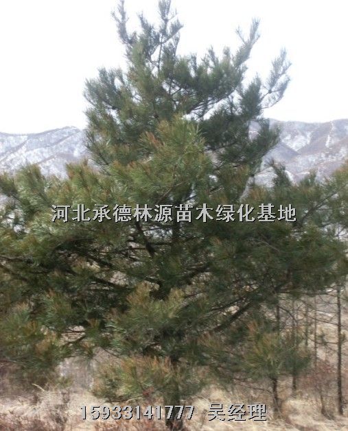 河北山丁子，白桦树