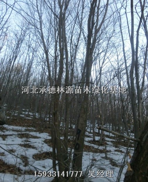 河北蒙古栎★河北暴马丁香★河北山丁子