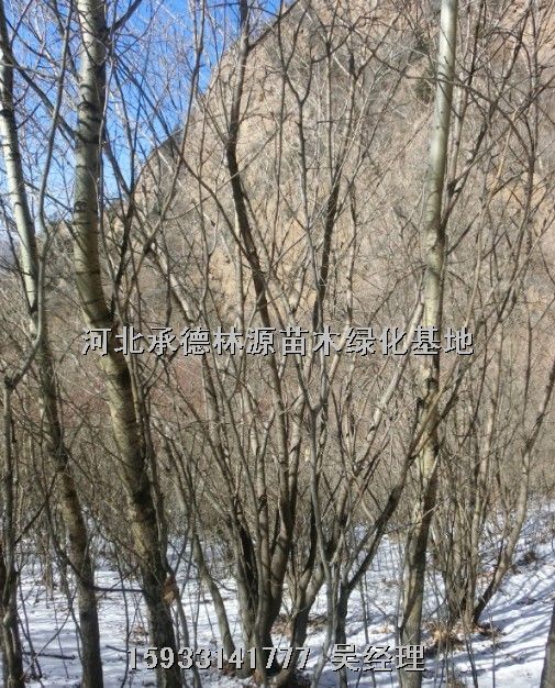 河北云杉，云杉价格，